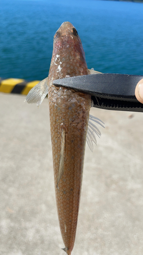 アカエソの釣果