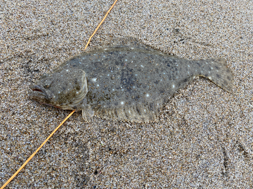 ソゲの釣果