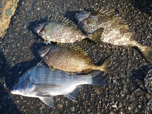 チヌの釣果