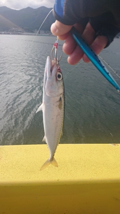 サバの釣果