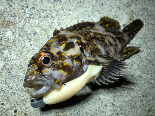 オウゴンムラソイの釣果