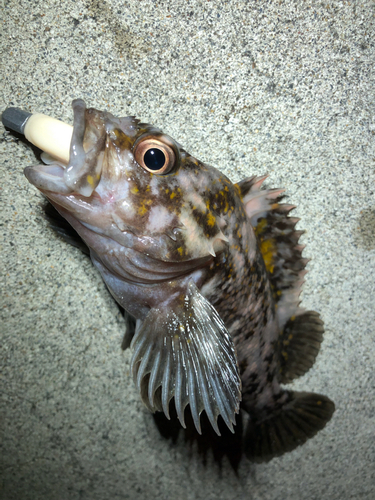 オウゴンムラソイの釣果