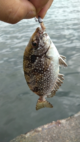 アイゴの釣果