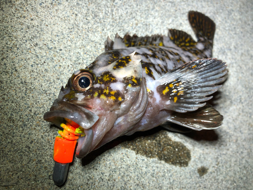 オウゴンムラソイの釣果