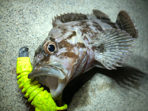 ムラソイの釣果