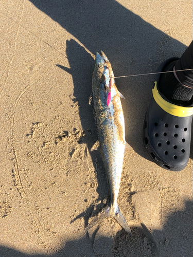 サゴシの釣果