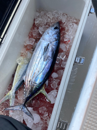 カツオの釣果