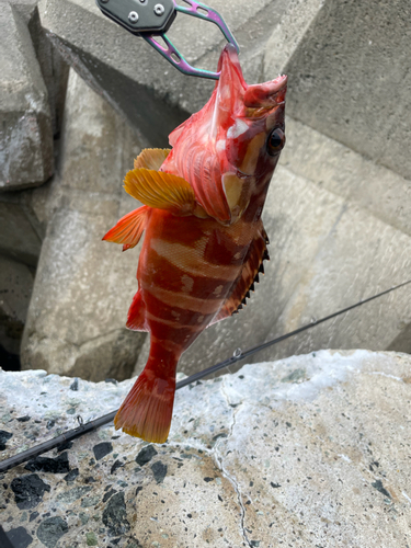 アカハタの釣果