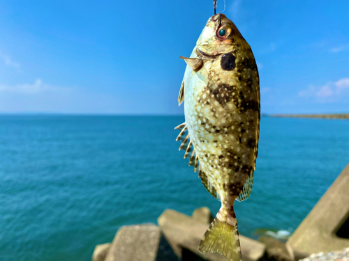 アイゴの釣果