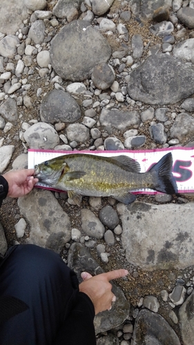 スモールマウスバスの釣果