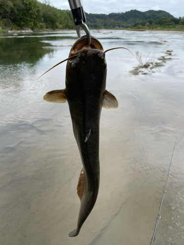 ナマズの釣果