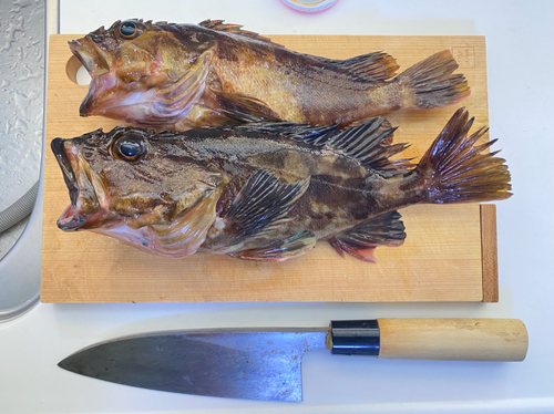 カサゴの釣果