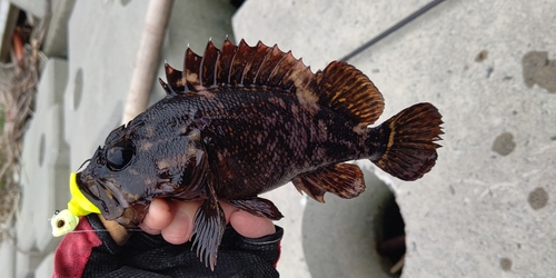 オウゴンムラソイの釣果