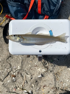 シロギスの釣果