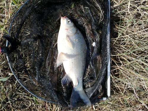 マブナの釣果