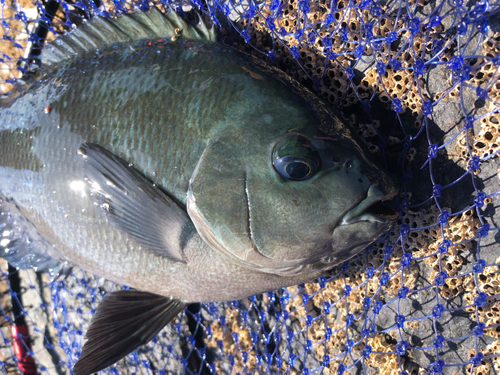 クチブトグレの釣果