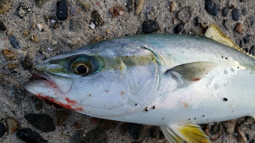 コゾクラの釣果