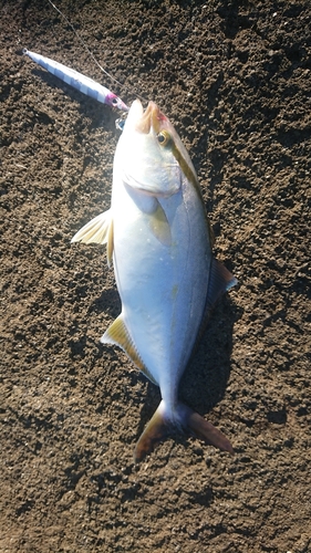 カンパチの釣果