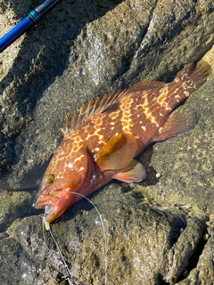 キジハタの釣果