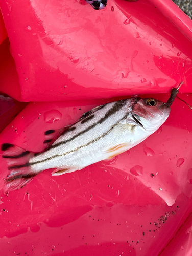 コトヒキの釣果