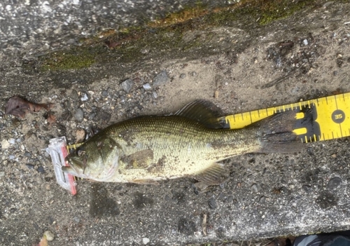 ブラックバスの釣果