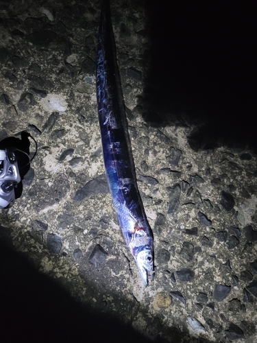 タチウオの釣果