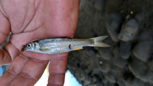 カライワシの釣果