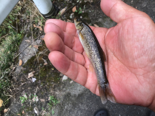 アブラハヤの釣果