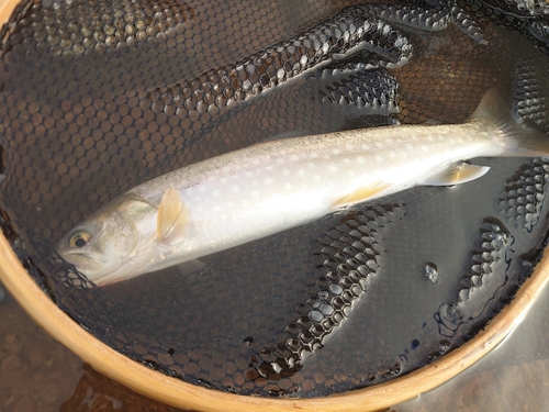 アメマスの釣果