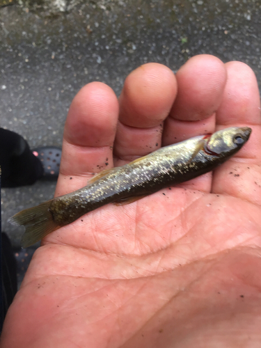 アブラハヤの釣果