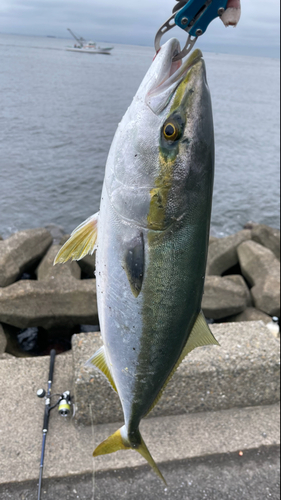 ワラサの釣果