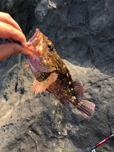 カサゴの釣果