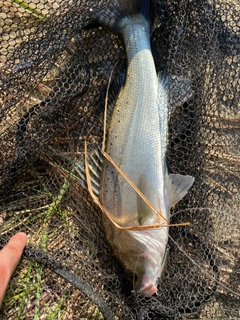 タイリクスズキの釣果