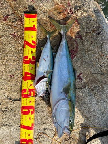 ハマチの釣果