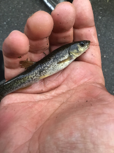 アブラハヤの釣果