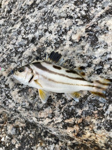 コトヒキの釣果