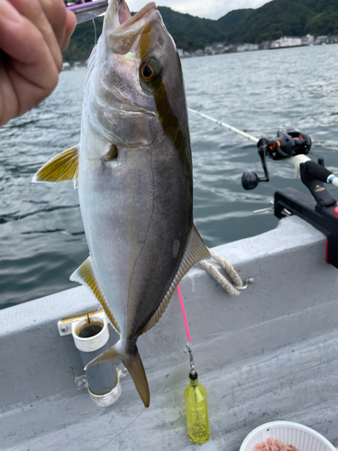 ショゴの釣果