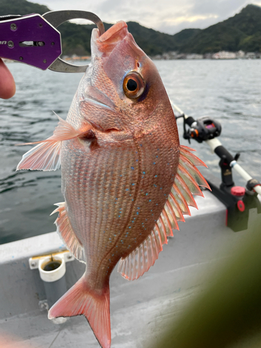 マダイの釣果