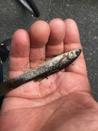 アブラハヤの釣果