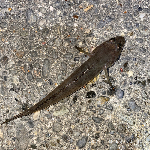 ハゼの釣果