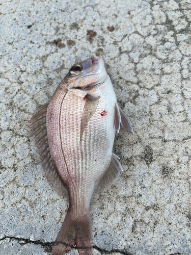 タイの釣果