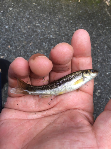 アブラハヤの釣果