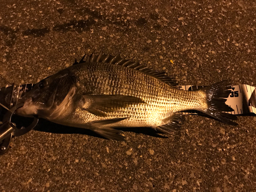 クロダイの釣果