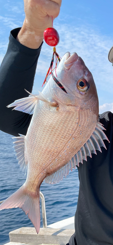 タイの釣果