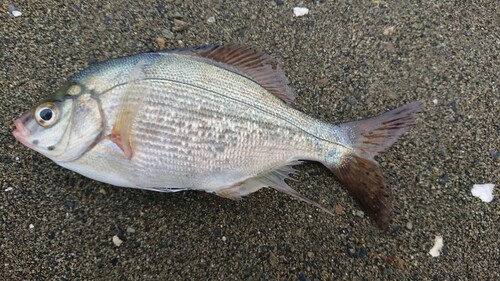 ウミタナゴの釣果