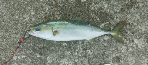 イナダの釣果