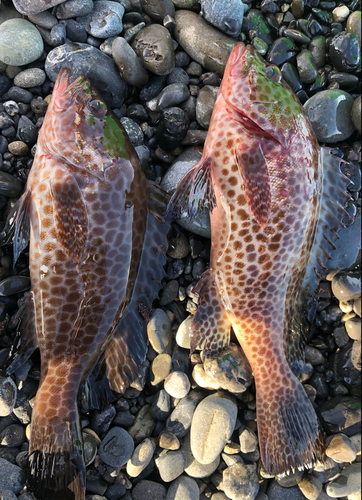 オオモンハタの釣果