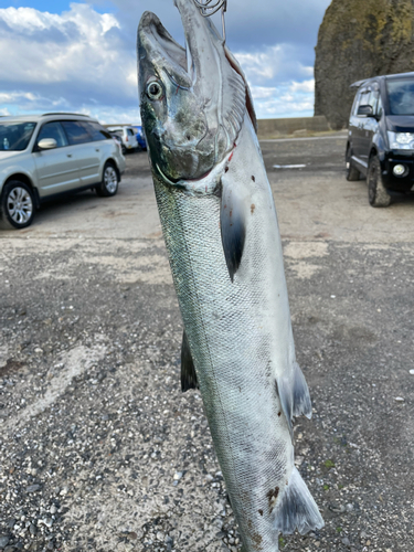 アキアジの釣果