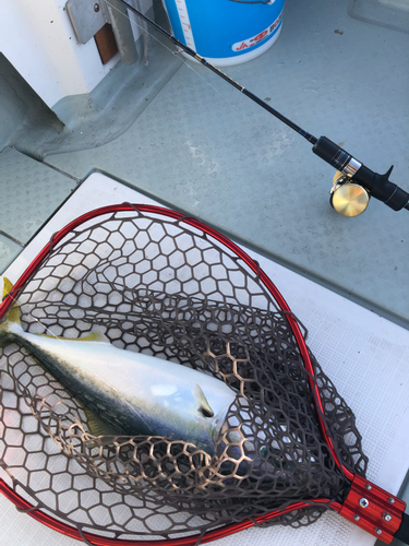 ハマチの釣果