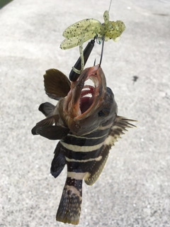 アオハタの釣果